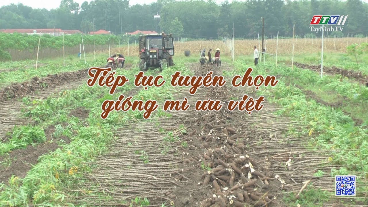 Tiếp tục tuyển chọn giống mì ưu việt | Nông nghiệp Tây Ninh | TayNinhTV